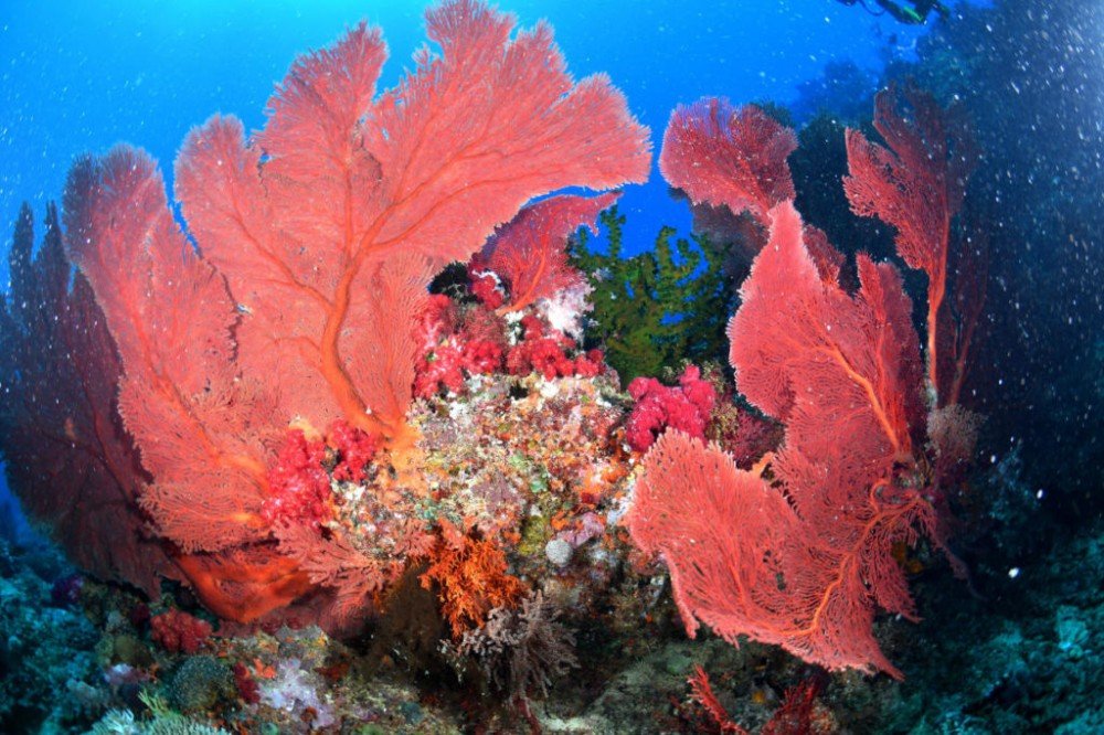 Горгонарии или веерообразные кораллы