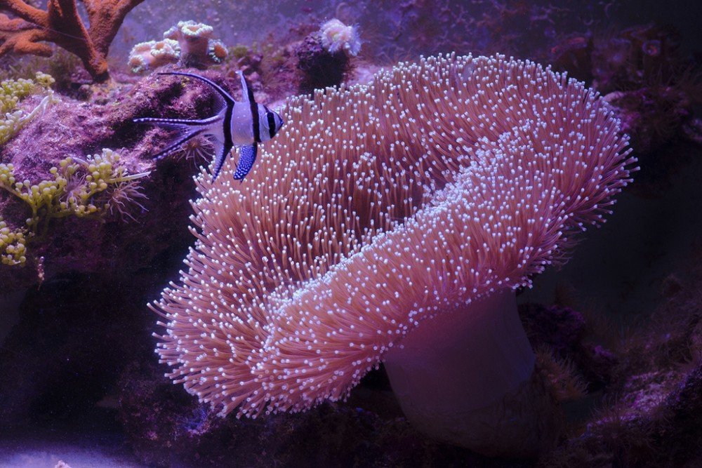 Коралл-саркофитон