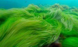 морской лен