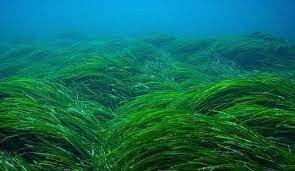 морской лен