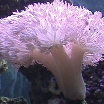 Пульсирующий ксенид