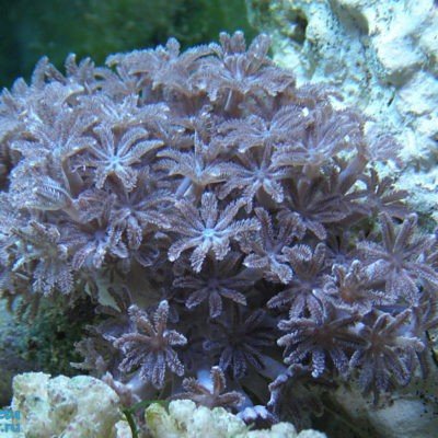 Пульсирующий ксенид