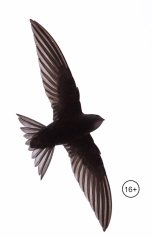 обложка книги Юлия Пушкарева "Стриж"