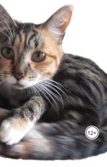 обложка книги Катарина Норд "Похождения кота Матвея"