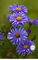 обложка книги Александр Посохов "100 рассказов Посохова"