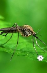 обложка книги Андрей Погорелко "Жгучая ночь."