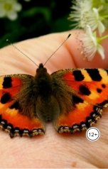 обложка книги Путник "Бабочка."