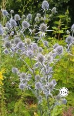 обложка книги Диана Че "Репей"