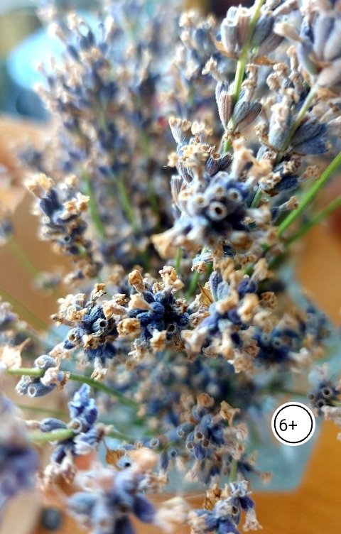 Обложка книги Б.Е.С. Elena Мушка-Алочка