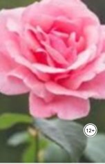 обложка книги Александр Посохов "В лучах славы"