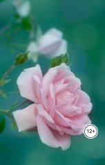 обложка книги Александр Посохов "Криминальный поцелуй"