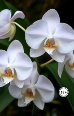 обложка книги Лунная Орхидея "Исповедь грешницы"