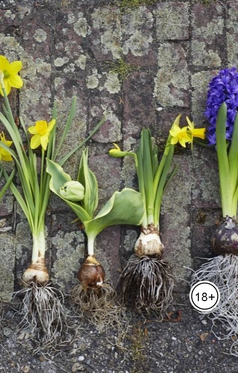 Обложка книги DanyaCorgi Создатель