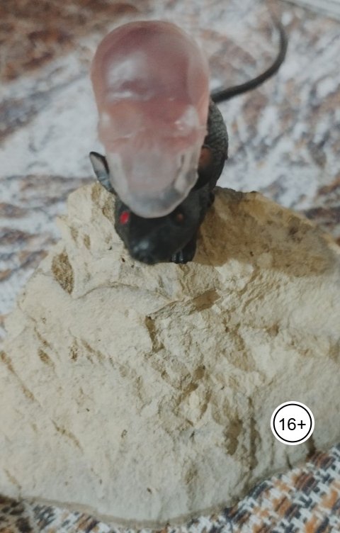 Обложка книги MurenaMurrey Тур