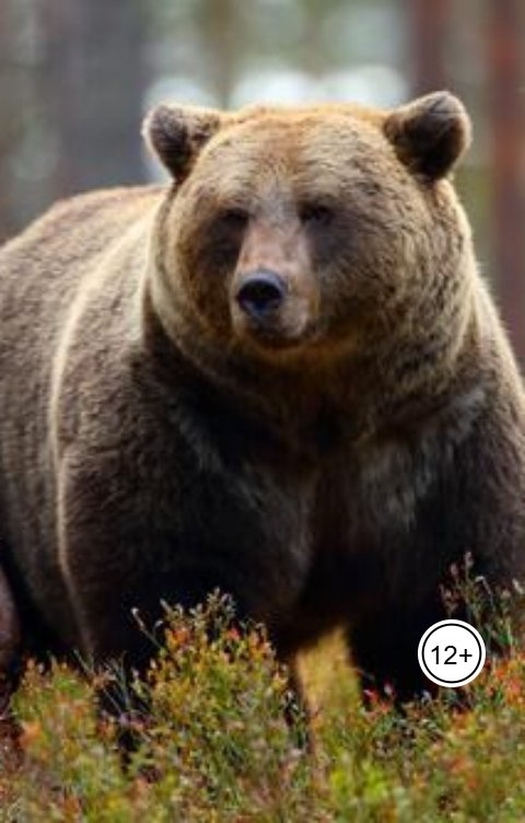 Обложка книги Александр Посохов Басни Посохова про медведя