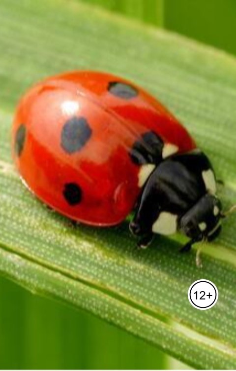 Обложка книги Александр Посохов Басни Посохова про насекомых