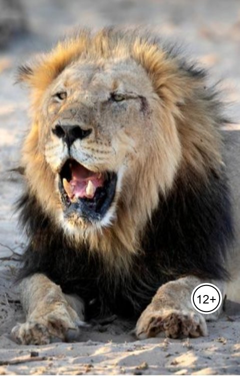 Обложка книги Александр Посохов Басни Посохова про льва