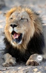 обложка книги Александр Посохов "Басни Посохова про льва"