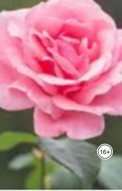 Обложка книги Александр Посохов Басни Посохова про любовь