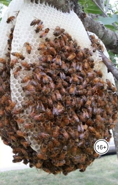 Обложка книги Anton Cherepanov Дикий мёд