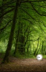 обложка книги Anton Cherepanov "Шёпот старого леса"