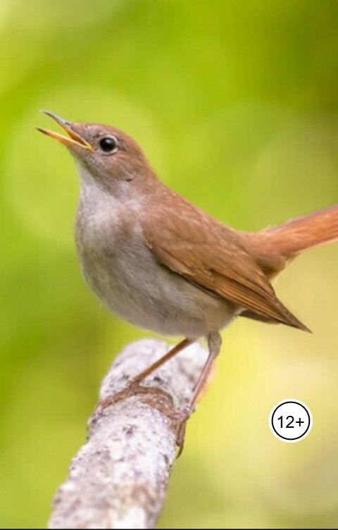 Обложка книги Александр Посохов А.Посохов "Алиса, спой за соловья!"