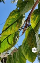 обложка книги Пестиков Никита "Прощание"