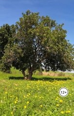 обложка книги Александр Посохов "Философские басни Посохова"