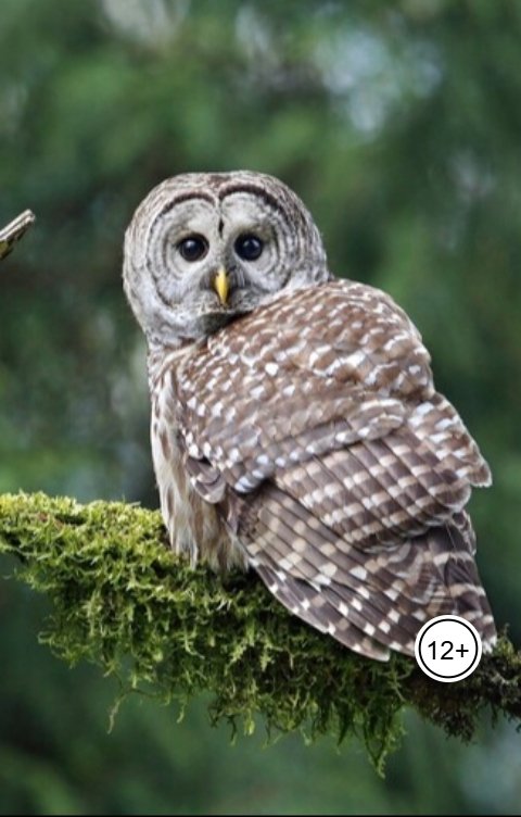 Обложка книги Александр Посохов Басни Посохова без морали