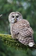 обложка книги Александр Посохов "Басни Посохова без морали"