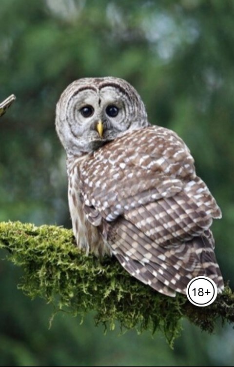 Обложка книги Александр Посохов Басни Посохова без морали