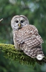 обложка книги Александр Посохов "Басни Посохова без морали"