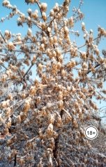 обложка книги kosta999 "Сакман"