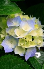 обложка книги Ольга Макс "И такое может быть!"