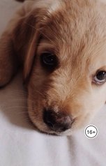 обложка книги kondr.kursk "Полкан"