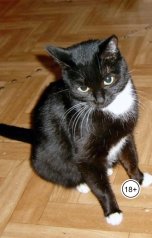 обложка книги kosta999 "SD"