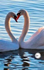 обложка книги damjanov "Летели лебеди по небу"