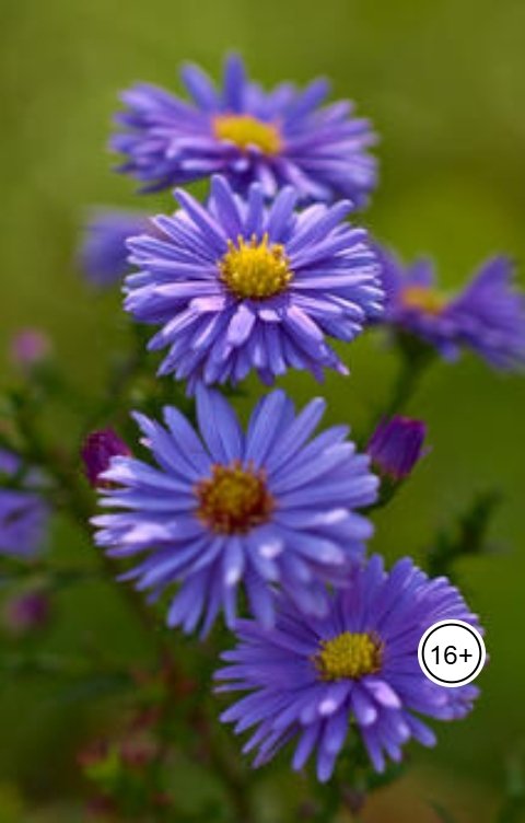 Обложка книги Александр Посохов А.Посохов "Проза любви или наоборот"