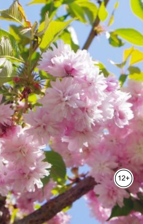 Обложка книги Александр Посохов Басни Посохова для юных читателей