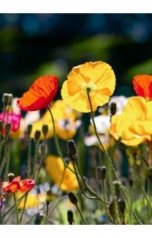 обложка книги Tatyana Babaeva "Маки"