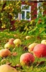 обложка книги Tatyana Babaeva "Яблоки"