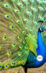 обложка книги Александр Посохов "Басни Посохова о пернатых"