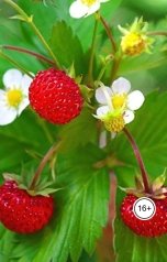 обложка книги Алиса Лемешко "Дневники Ведьмы.   У меня есть три желания."