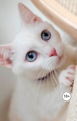 обложка книги Виктория Бородинова "Котокафе. Мои котики помогают знакомиться."