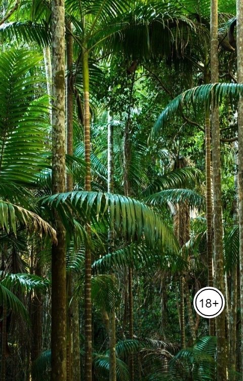 Обложка книги Константин Жгутов Джунгли