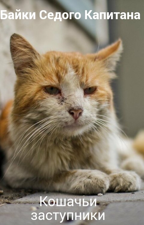 Обложка книги Байки Седого Капитана Кошачьи заступники