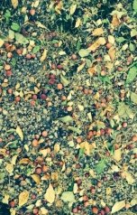 обложка книги Дмитрий Котешов "Гербарий"