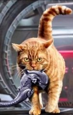 обложка книги Игорь Градов "Продам кота"