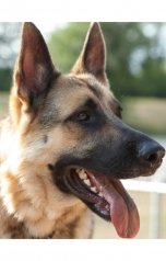 обложка книги Ольга Малашкина "Рэкс"