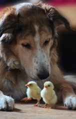 обложка книги alisa3579 "Разные птицы в одной стае не летают"